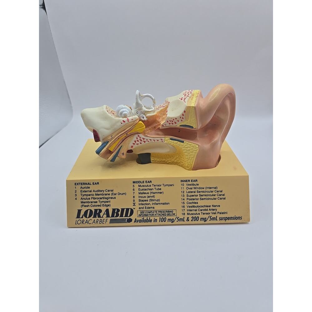 Vintage 1994 Innovative LORABID Loracarbef Human Ear‎ medical Desk Promo 2pix